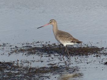 oiseaux_littoral_0002.jpg