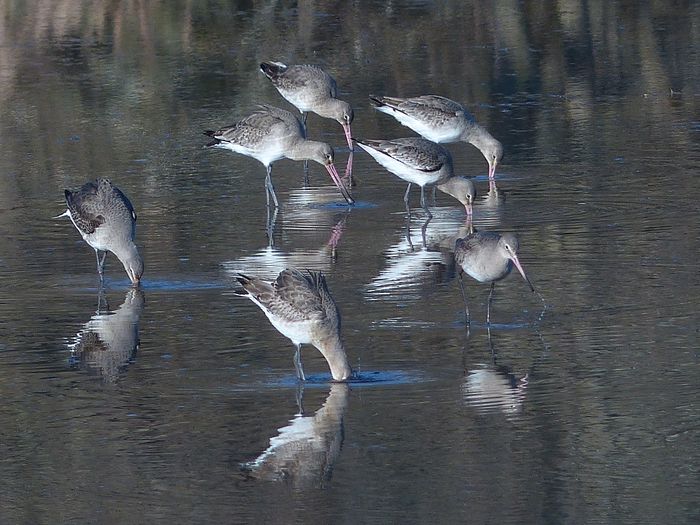 oiseaux_littoral_0004.jpg oiseaux_littoral_0004.jpg
