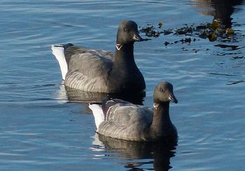 oiseaux_littoral_0005.jpg