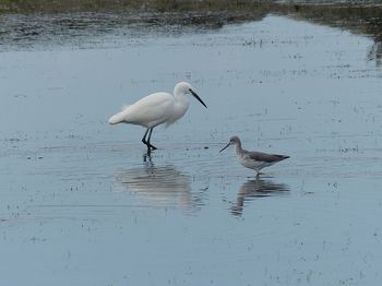 oiseaux_littoral_0006.jpg