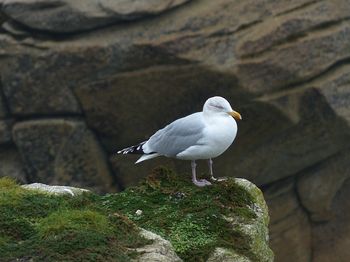 oiseaux_littoral_0009.jpg