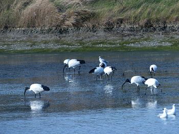 oiseaux_littoral_0010.jpg