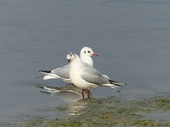 oiseaux_littoral_0011.jpg