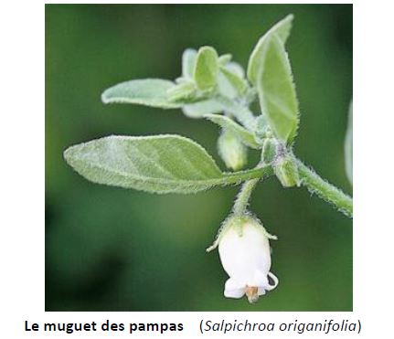 muguet_pampas.JPG