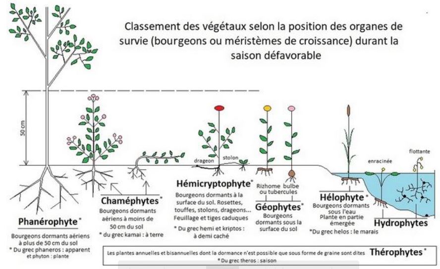 classement_vegetaux.JPG