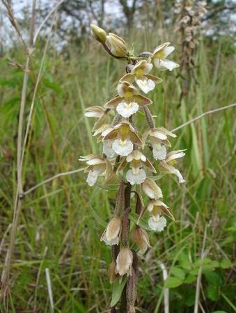 helleborine.jpg