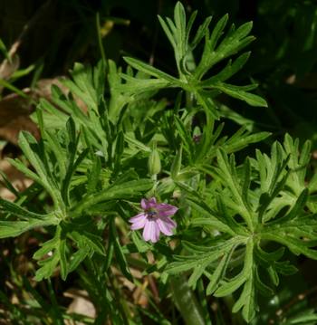 geranium_dissectum.jpg