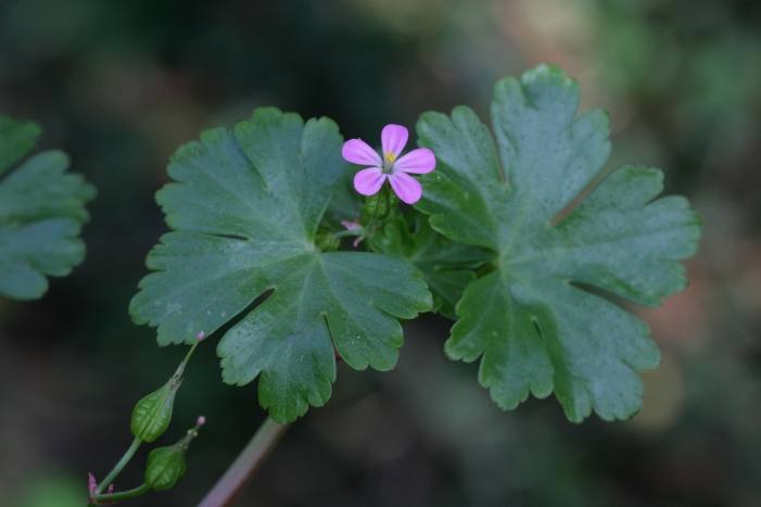 geranium_luisant.jpg