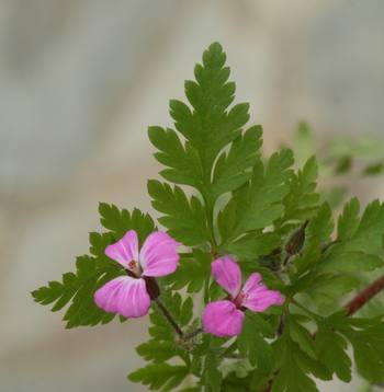 geranium_robert.jpg