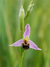 ophrys_abeille.jpg