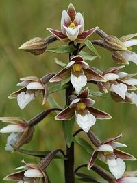 helleborine_des_marais.jpg