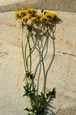 crepis_verdatre.JPG