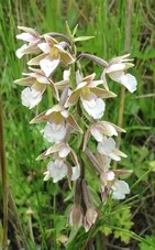 helleborine_des_marais.jpg