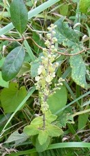 Germandree__corodoine-__001.jpg