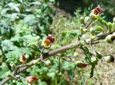 scrophularia_scorodonia.jpg