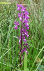 orchis_fleurs_laches.JPG