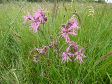 silene_fleurs_coucou.JPG