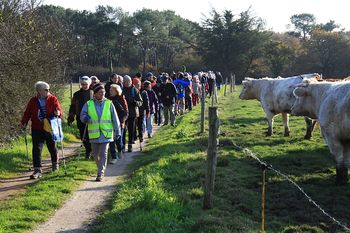 vaches_curieuse.JPG