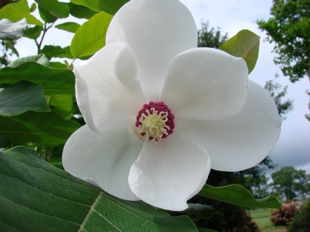 magnolia.jpg