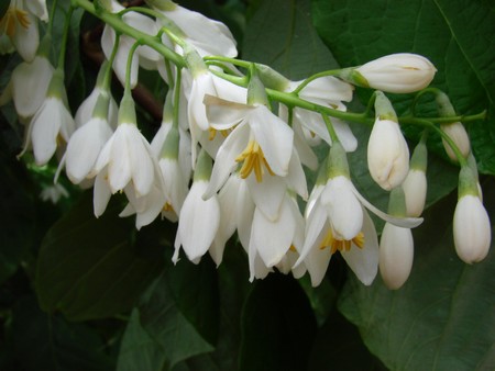 styrax_obassia.jpg