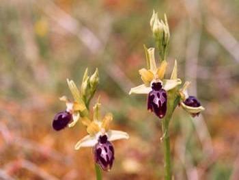 ophrys.jpg