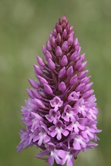 orchis_pyramidal1.jpg