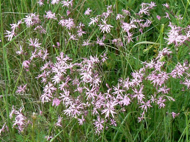 Lychnis.jpg Lychnis.jpg