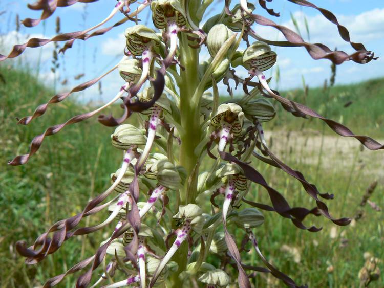 orchis_bouc.jpg orchis_bouc.jpg