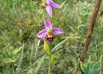 ophrys_abeille.jpg