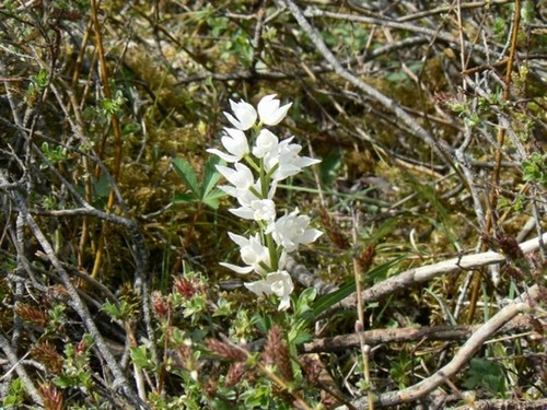 cephalanthera_longifolia.jpg