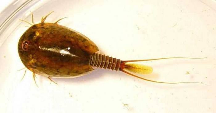 lepidurus_apus.jpg lepidurus_apus.jpg