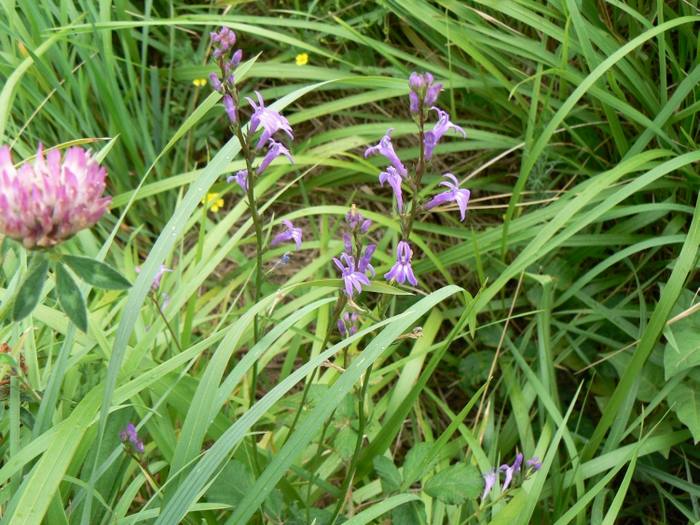 galinsoga_petites_fleurs.jpg galinsoga_petites_fleurs.jpg