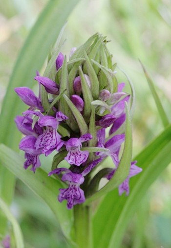 orchis_incarnat.jpg