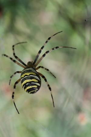 argiope_frelon.jpg argiope_frelon.jpg