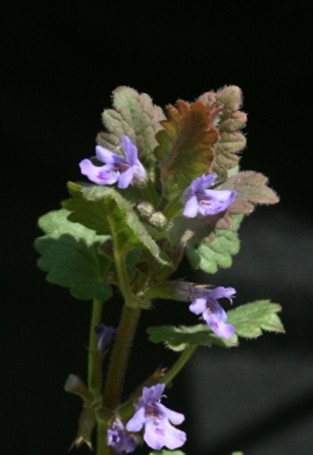 glechoma_hederacea.jpg