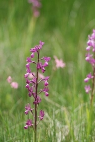 orchis_laxiflora.jpg