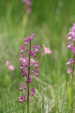 orchis_laxiflora.jpg