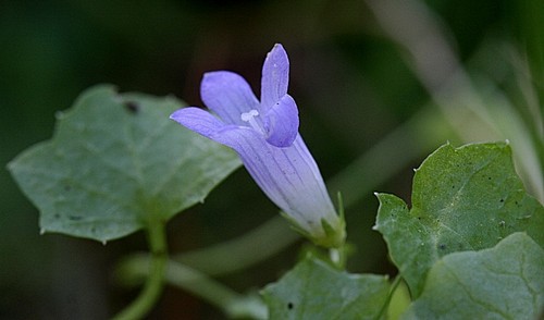 campanille_feuilles_lierres.jpg campanille_feuilles_lierres.jpg