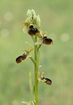 ophrys_passion1.jpg