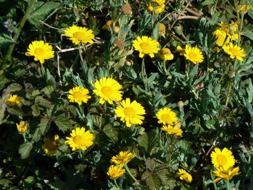 chrysanthemum_segetum.jpg chrysanthemum_segetum.jpg