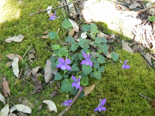 viola_riviniana.jpg viola_riviniana.jpg