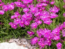 delosperma_cooperi_pourpier_de_cooper.JPG