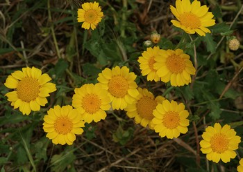 chrysantheme_des_moissons.jpg