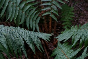 dryopteris_affinis.jpg