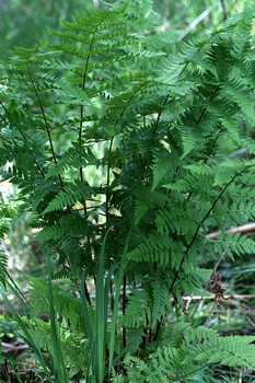 dryopteris_des_chartreux_1.jpg