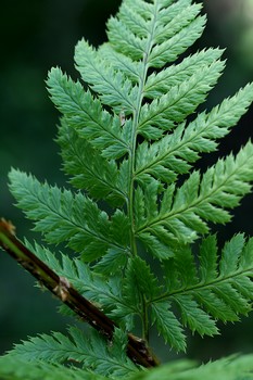 dryopteris_des_chartreux_2.jpg