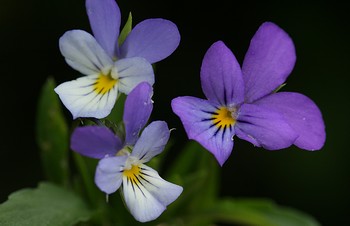 viola_tricolor.jpg