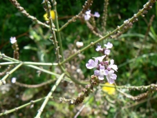 verveine_officinale.JPG