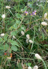 solanum_douce_amere.JPG