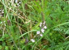 verveine_officinale.jpg